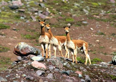 Ausangate, Rainbow Mountain to Machu Picchu