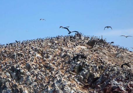 Ballestas boat tour