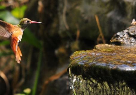 Chaparri Ecological Reserve