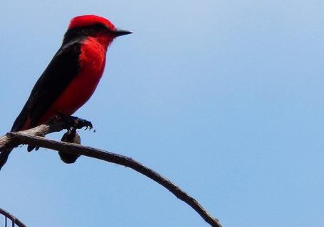 Chaparri Ecological Reserve