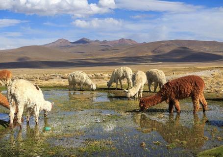 Colca Canyon & Andean Culture