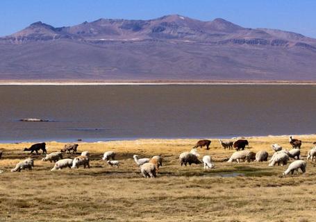 Colca Canyon & Andean Culture