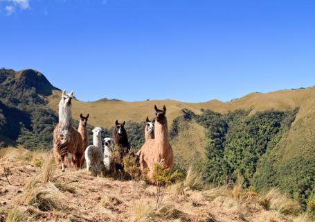 Colca Canyon & Andean Culture