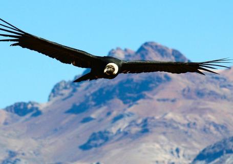 Colca Canyon & Andean Culture