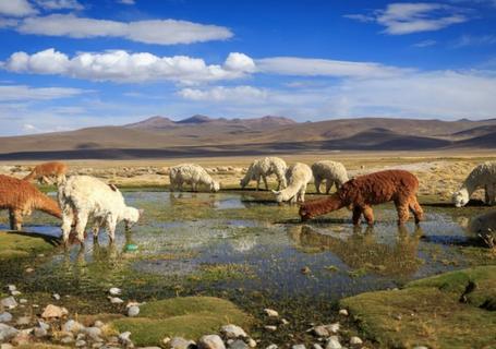 Colca Canyon & Andean Culture