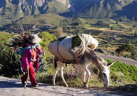 Colca Canyon & Andean Culture