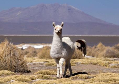 Colca Canyon & Andean Culture