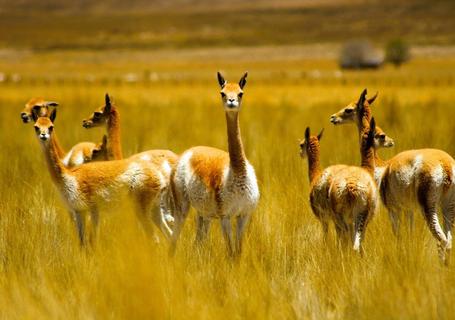 Colca Canyon & Andean Culture