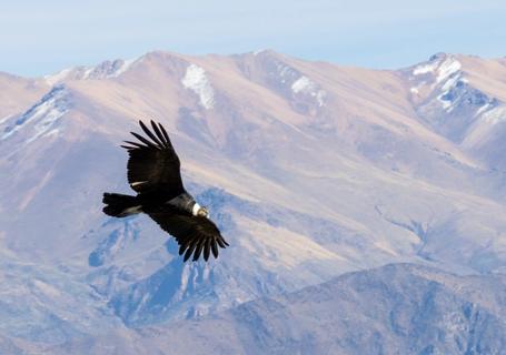 Colca – Puno