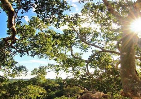 Corto Maltes Amazonia Lodge