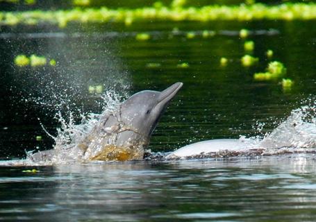 Delfin I Cruise to Pacaya-Samiria Reserve