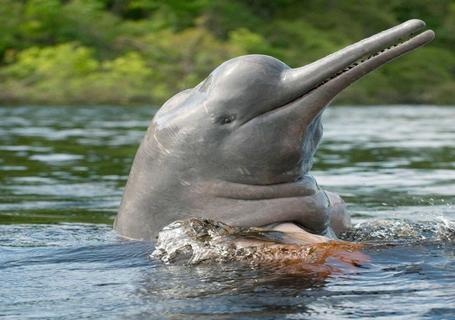 Delfin II Amazon River Cruise