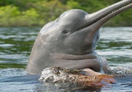 Delfin II Amazon River Cruise