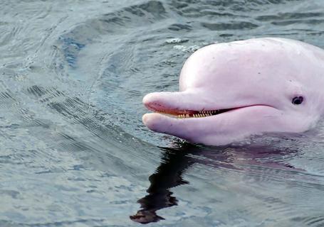 Delfin III Amazon River Cruise