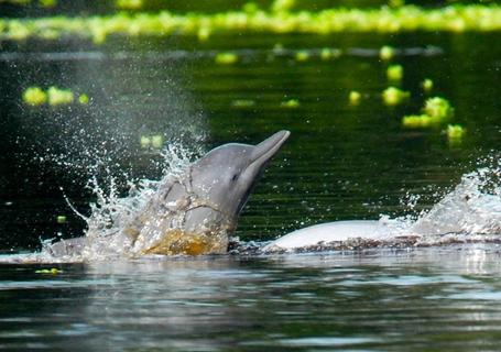 Delfin III Amazon River Cruise