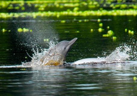 Delfin III Amazon River Cruise