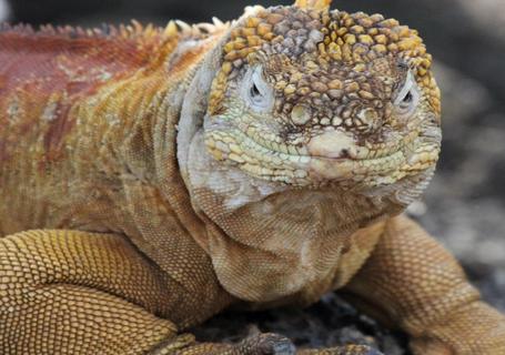 Galapagos from Guayaquil