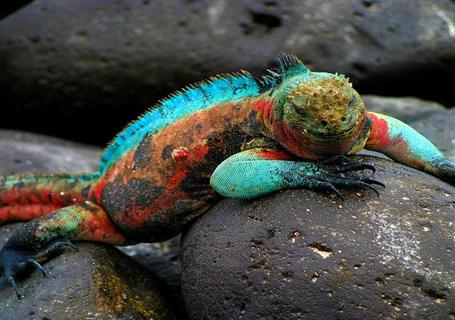 Galapagos from Guayaquil