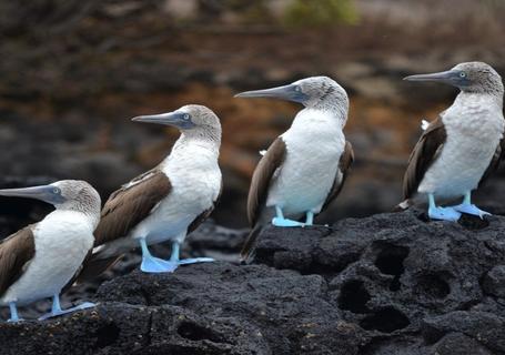 Galapagos from Guayaquil