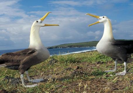 Galapagos from Guayaquil