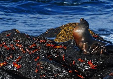 Galapagos from Guayaquil