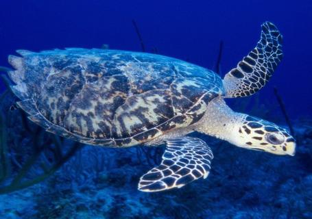 Galapagos from Guayaquil