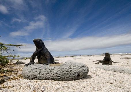 Galapagos from Guayaquil