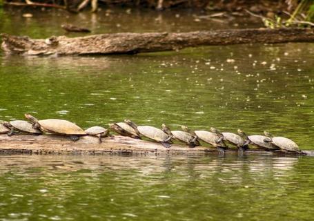 Gamitana River, Visit to Local Family and Botanical Garden