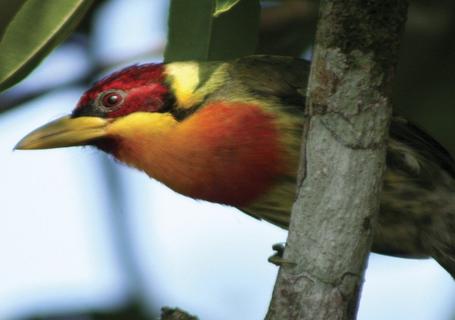 Lake Sandoval, Canopy Walk and Anaconda Walk