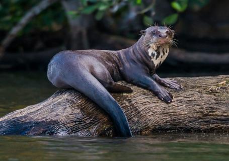 Lake Sandoval, Canopy Walk and Anaconda Walk