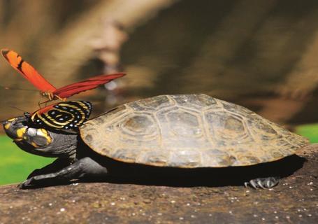 Lake Sandoval, Canopy Walk and Anaconda Walk