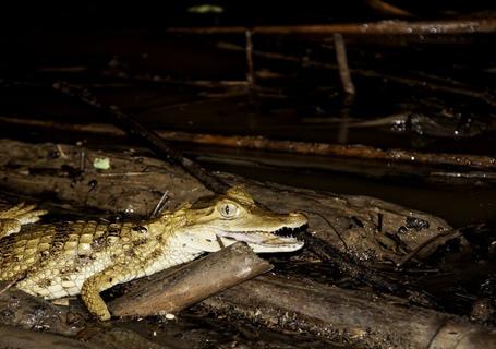 Lake Sandoval, Canopy Walk and Anaconda Walk