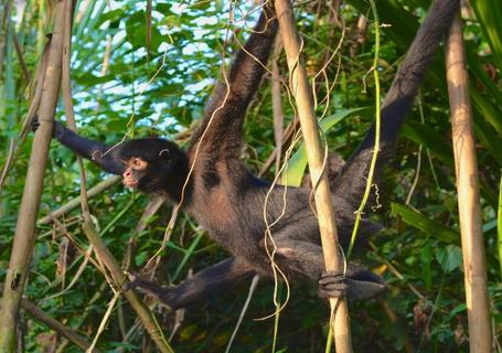 Lake Sandoval, Canopy Walk and Anaconda Walk