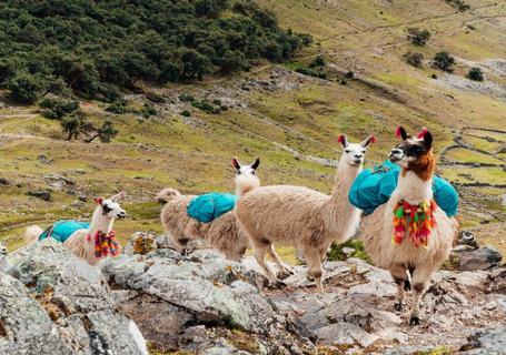 Lares Trek to Machu Picchu