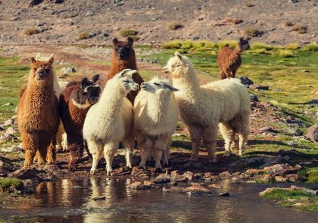 Lares Trek to Machu Picchu