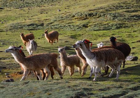 Lares Trek to Machu Picchu - Not Accommodation