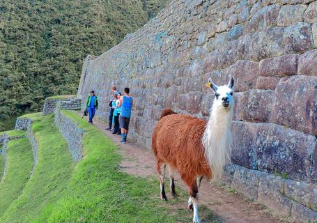 Llamas on the Inca Trail