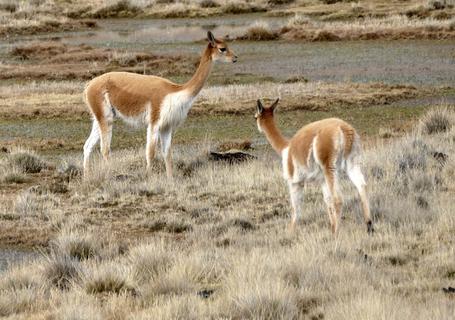 Savage Vicuñas view on route to Puno