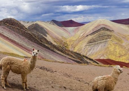 Sheep at Palcoyo Rainbow Mountain