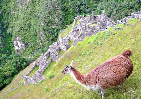 Short Inca Trail to Machu Picchu - ruins