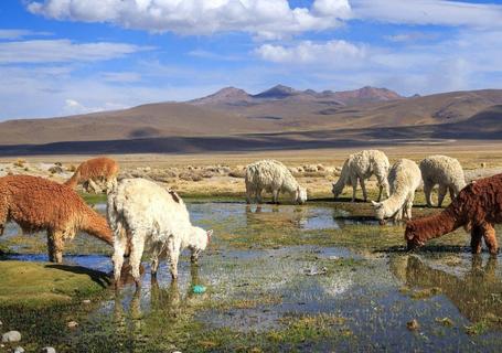 Some native alpacas on route to the Colca Valley