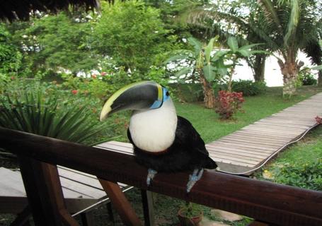 Taricaya Animal Rescue Center and Canopy Walk