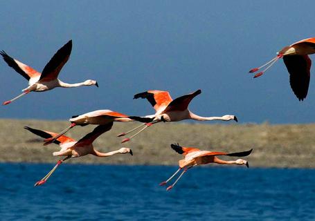 The Andean flamingo