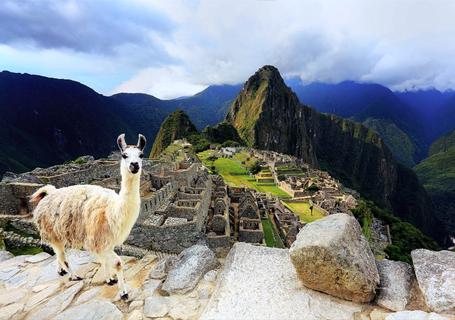 The llamas add a surreal experience to the atmosphere of the Machu Picchu citadel