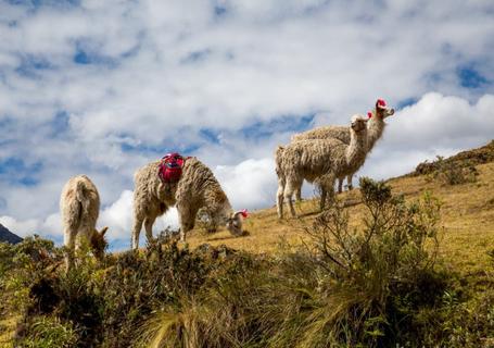 The Sacred Valley and Lares