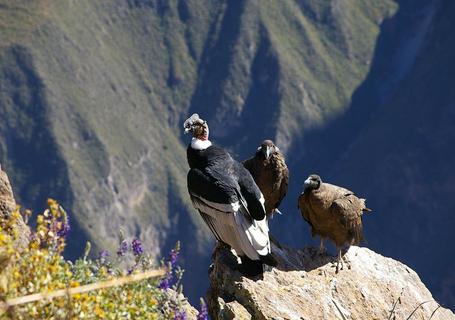 View of some Condors resting on the stone