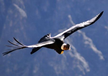 Views of Colca Canyon and Andean Condors