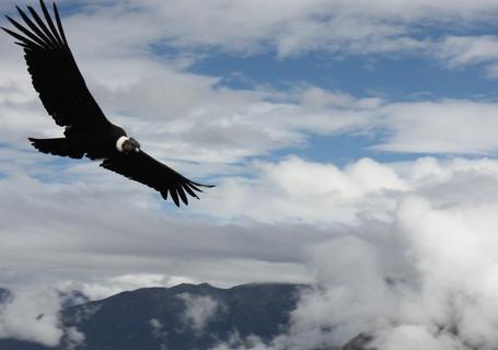 Views of Colca Canyon and Andean Condors