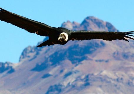 Views of Colca Canyon and Andean Condors