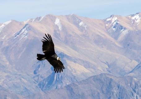 Views of Colca Canyon and Andean Condors